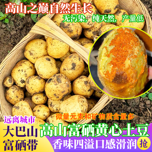 农家新鲜万源富硒黄皮小土豆新鲜现挖黄皮黄心洋芋马铃薯辅食蔬菜