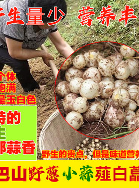大巴山深山野生新鲜蒜头薤白野葱