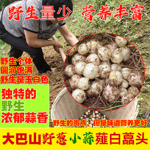 大巴山深山野生新鲜蒜头薤白野葱