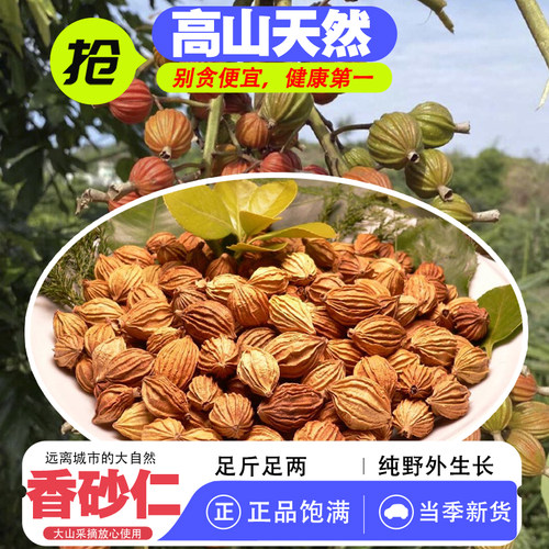 四川高山川香砂仁干货当季新货