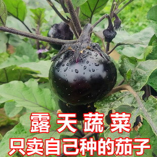河南农家自种紫皮圆茄子 现摘现发圆茄子 新鲜茄子