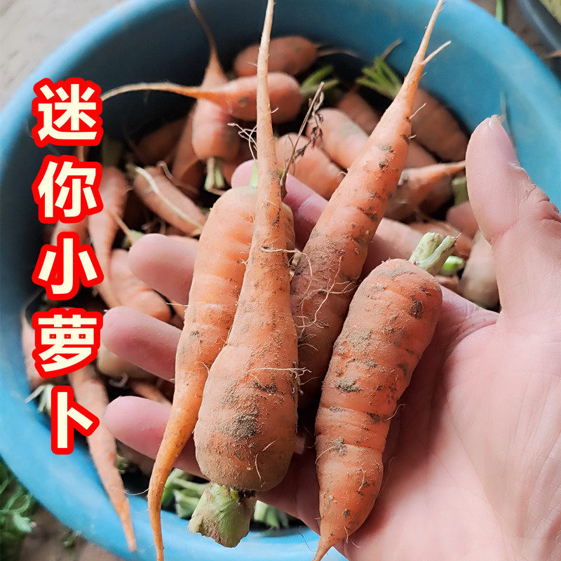 农家自种安心小胡萝卜 老品种胡萝卜 迷你小萝卜