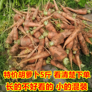 （挑剩下的）特价胡萝卜5斤 小的长的不好看的挖断的混装 看清楚