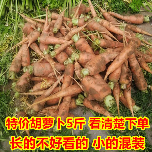 （挑剩下的）特价胡萝卜5斤 小的长的不好看的挖断的混装 看清楚