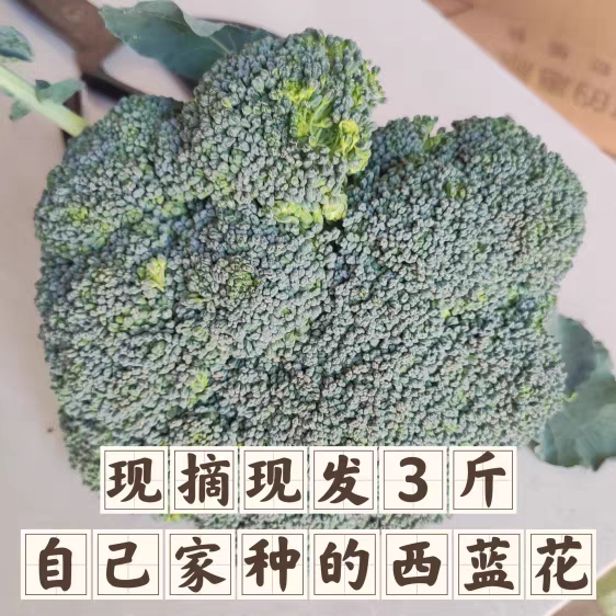 新鲜采摘西兰花 现摘西蓝花菜3斤 自己家种的（没有打过虫药）