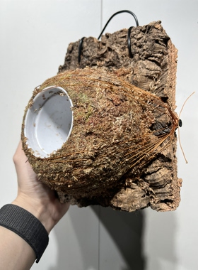一物一拍软木板水苔球 板19*20.5厚度4cm 水苔球14cm送绑绳B559