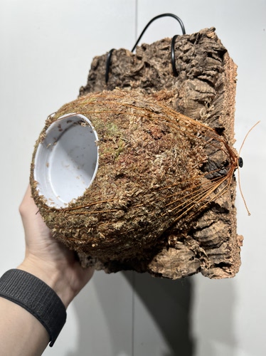 一物一拍软木板水苔球 板19*20.5厚度4cm 水苔球14cm送绑绳B559