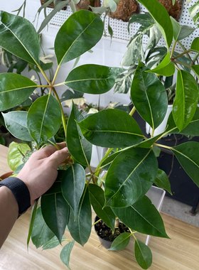 大叶伞 总高62cm 133