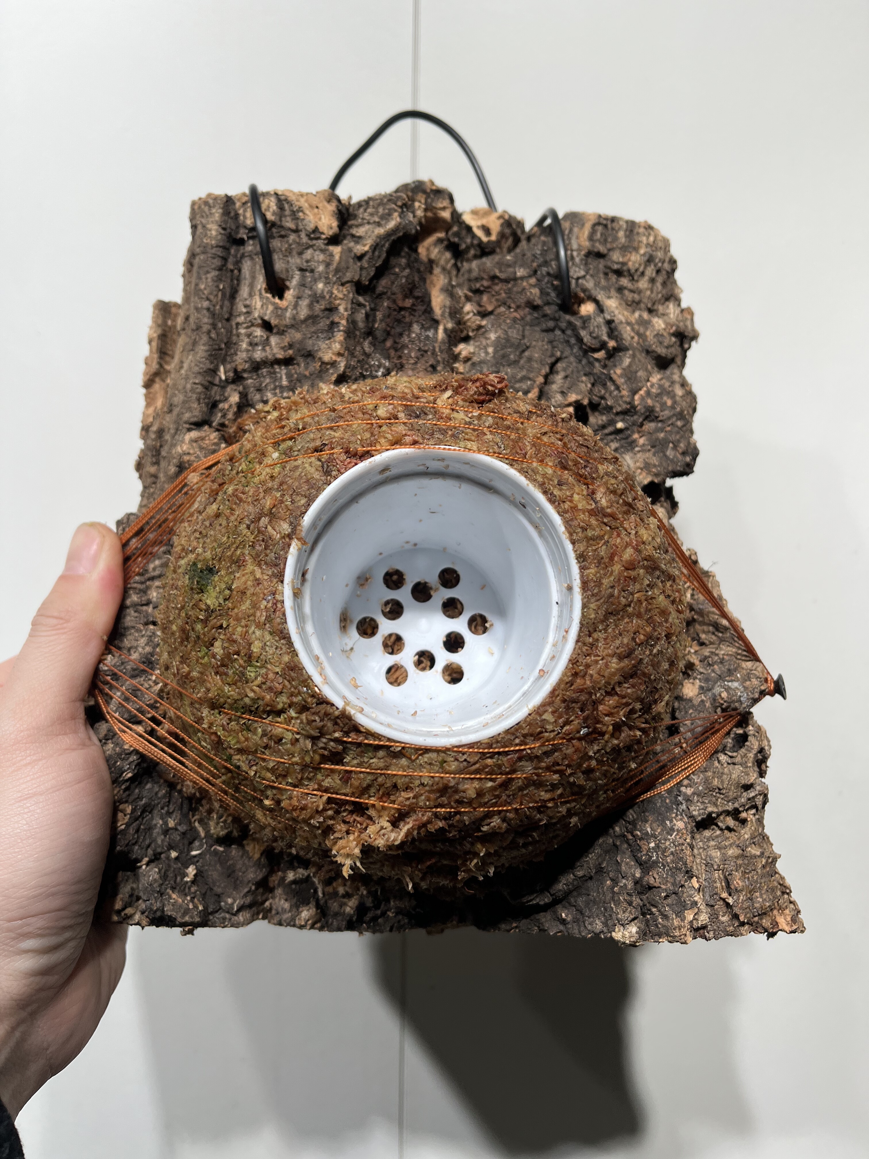 一物一拍软木板水苔球 板22*22厚度4cm 水苔球14cm送绑绳B492,鲜花速递/花卉仿真/绿植园艺,热植养护设备,淘宝优惠券,粉丝福利购,淘宝优惠卷