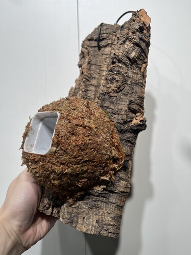 一物一拍软木板水苔球 板13*29厚度4cm 水苔球12.5cm送绑绳B371