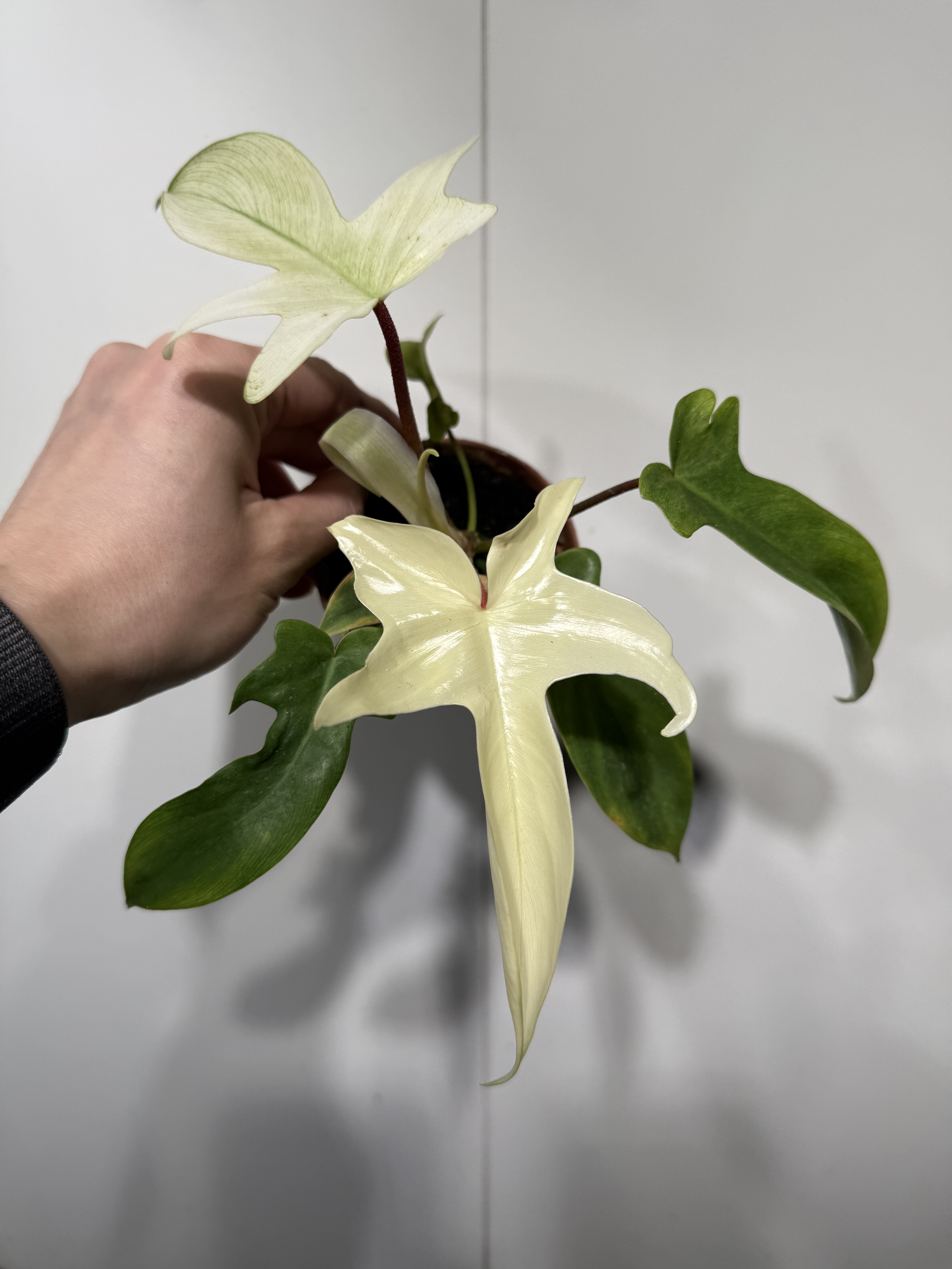 粉丝专享 幽灵蔓绿绒 图4中随机发货,鲜花速递/花卉仿真/绿植园艺,蔓绿绒,淘宝优惠券,粉丝福利购,淘宝优惠卷