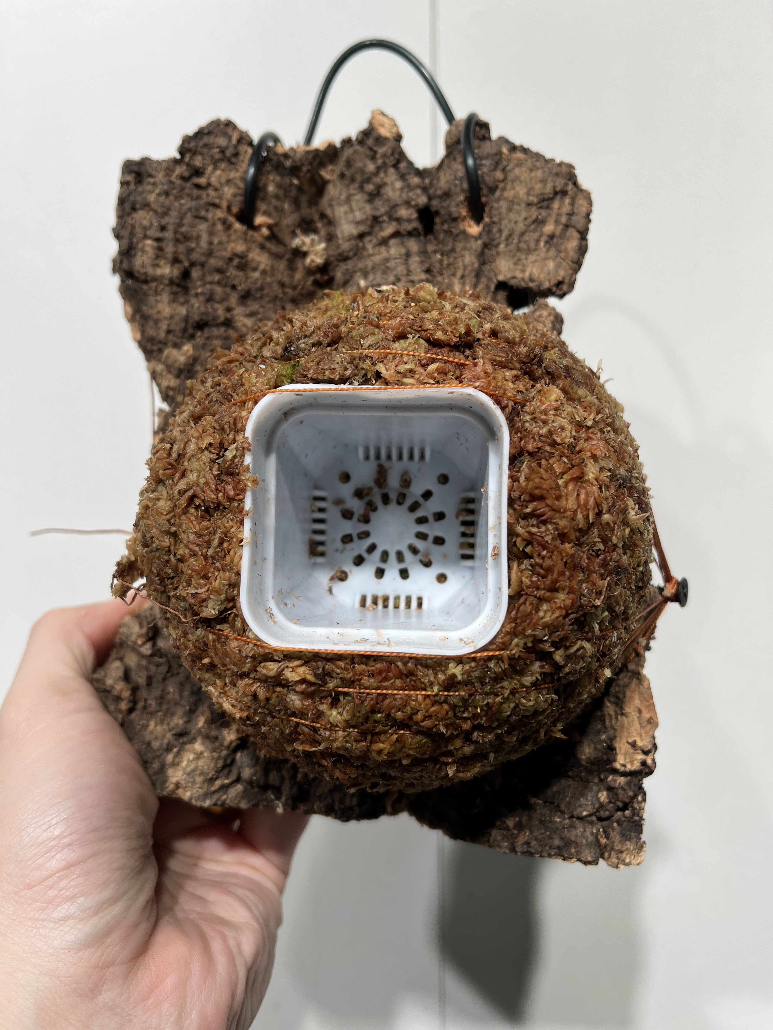 一物一拍软木板水苔球 板17*19厚度4cm 水苔球12.5cm送绑绳B472,鲜花速递/花卉仿真/绿植园艺,热植养护设备,淘宝优惠券,粉丝福利购,淘宝优惠卷