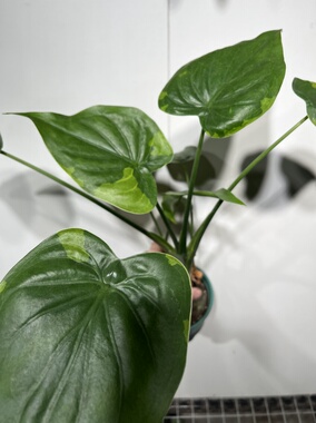 一物一拍 老桩滴水观音锦 总高46cm L199