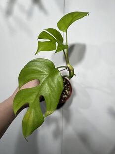 625 老叶带微消耗 一物一拍 圆叶姬龟背