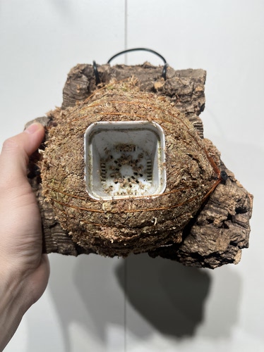 一物一拍软木板水苔球 板20*19厚度3cm 水苔球12.5cm送绑绳B609