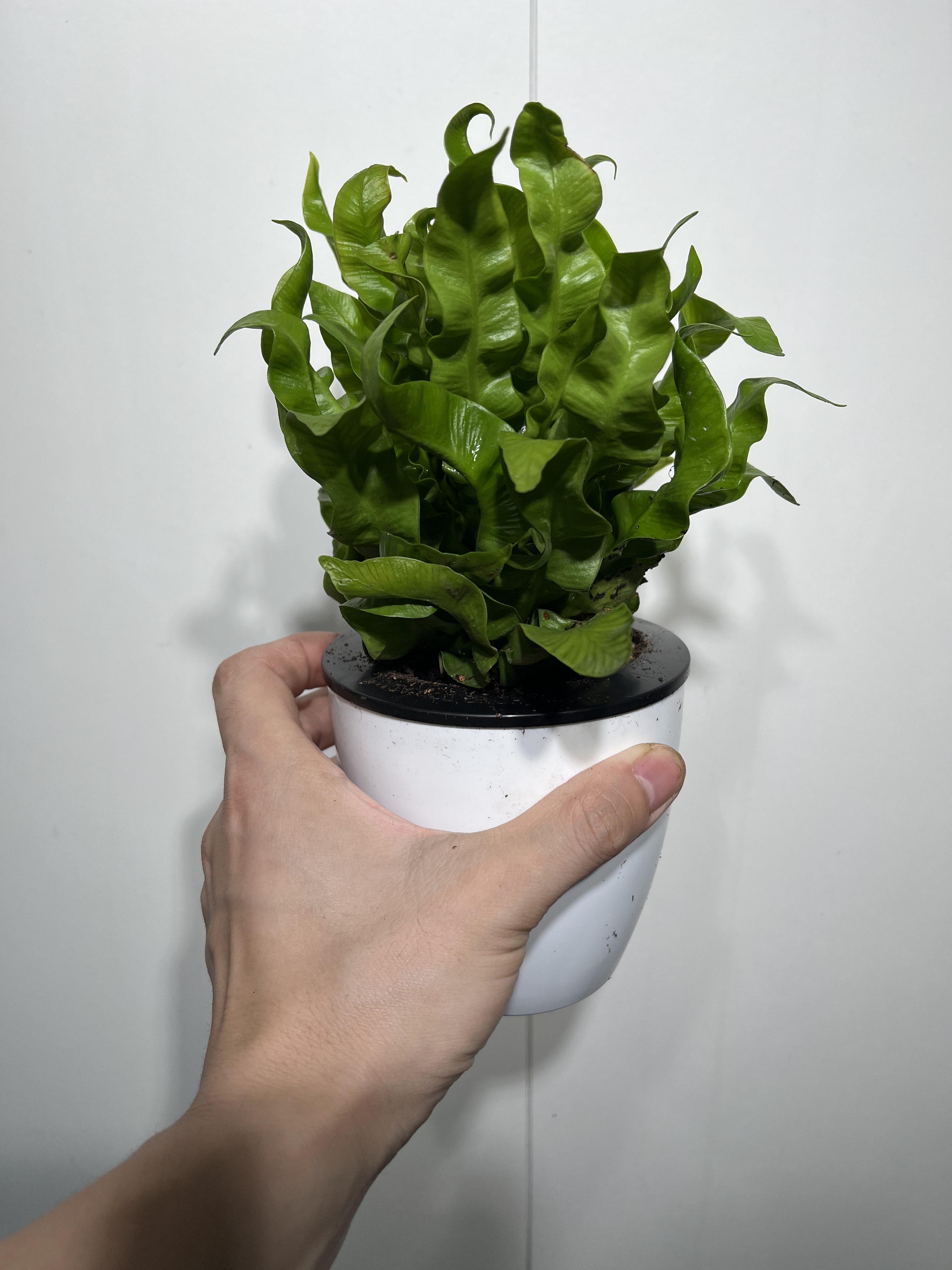 一物一拍 火焰鸟巢蕨水培盆 总高24.5cm L106