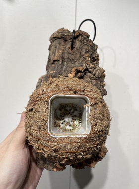 一物一拍软木板水苔球 板12*21厚度4cm 水苔球12.5cm送绑绳B639