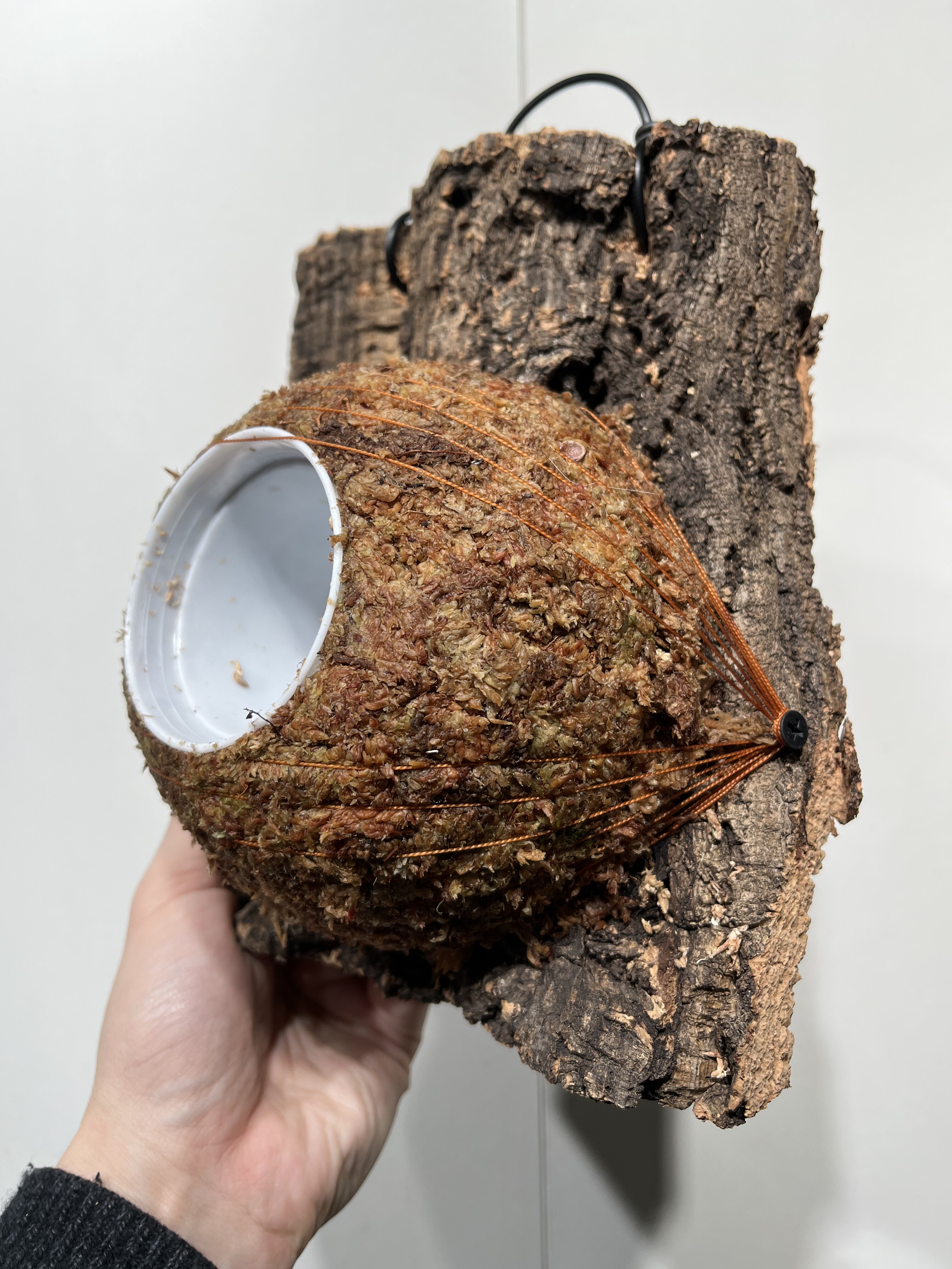 一物一拍软木板水苔球 板18*22厚度4cm 水苔球14.5cm送绑绳B480,鲜花速递/花卉仿真/绿植园艺,热植养护设备,淘宝优惠券,粉丝福利购,淘宝优惠卷