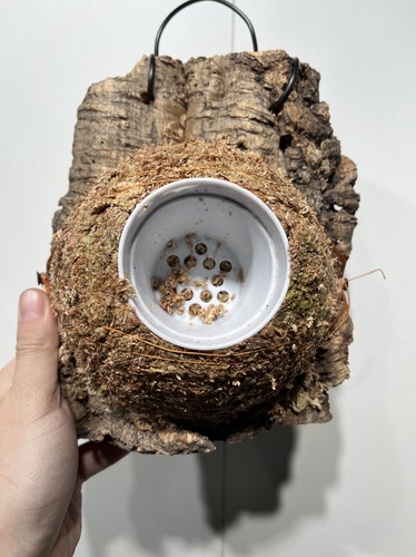 一物一拍软木板水苔球 板18*21厚度5cm 水苔球14.5cm送绑绳B567