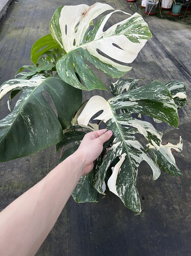 一物一拍 八叶白龟 盆口20.8cm 总高75cm 叶长35cm W108