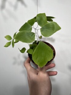 一物一拍 630 银币铁线蕨