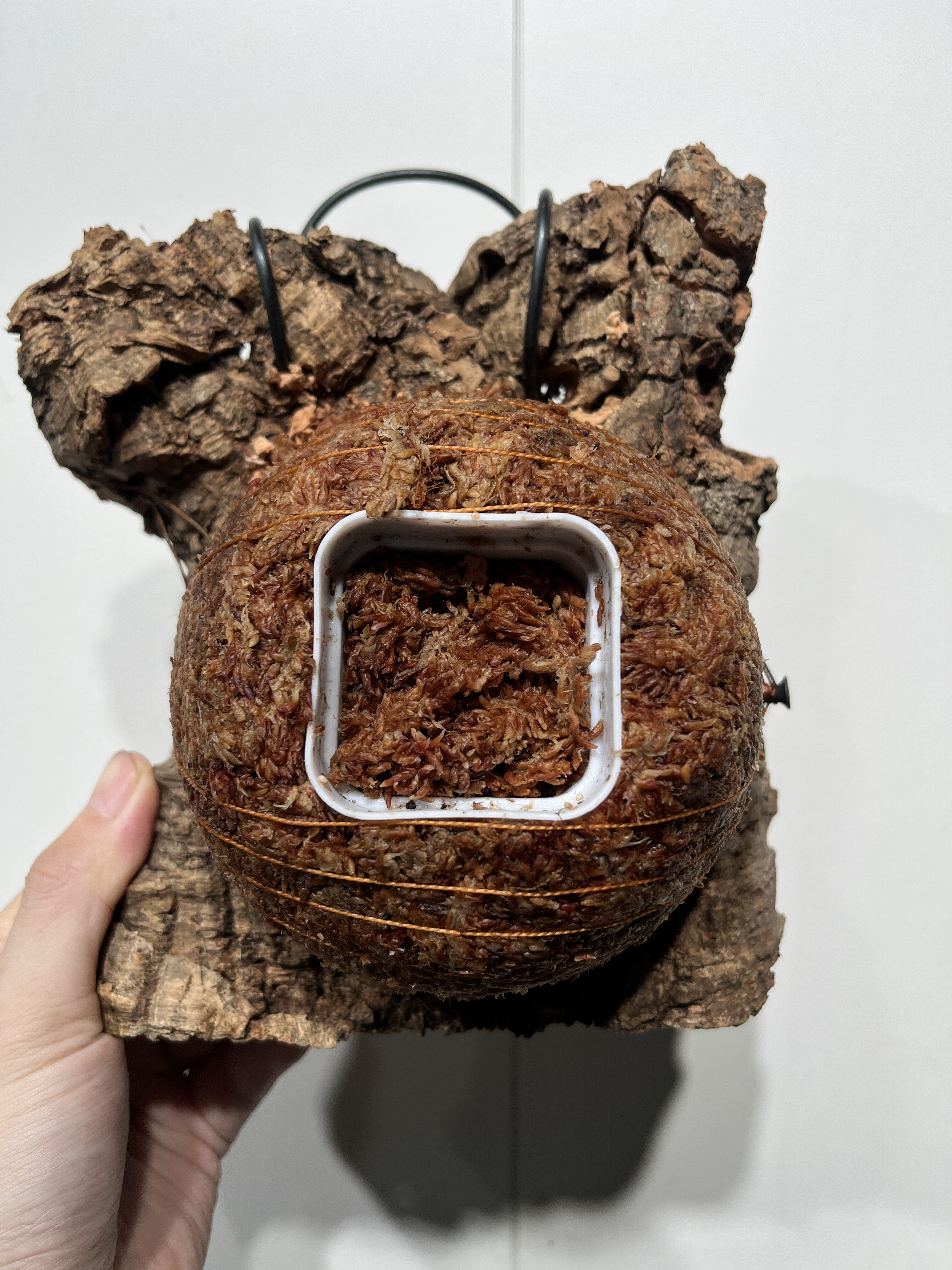 一物一拍软木板水苔球 板18*19cm厚4.5cm 水苔球12.5cm送绑绳B172