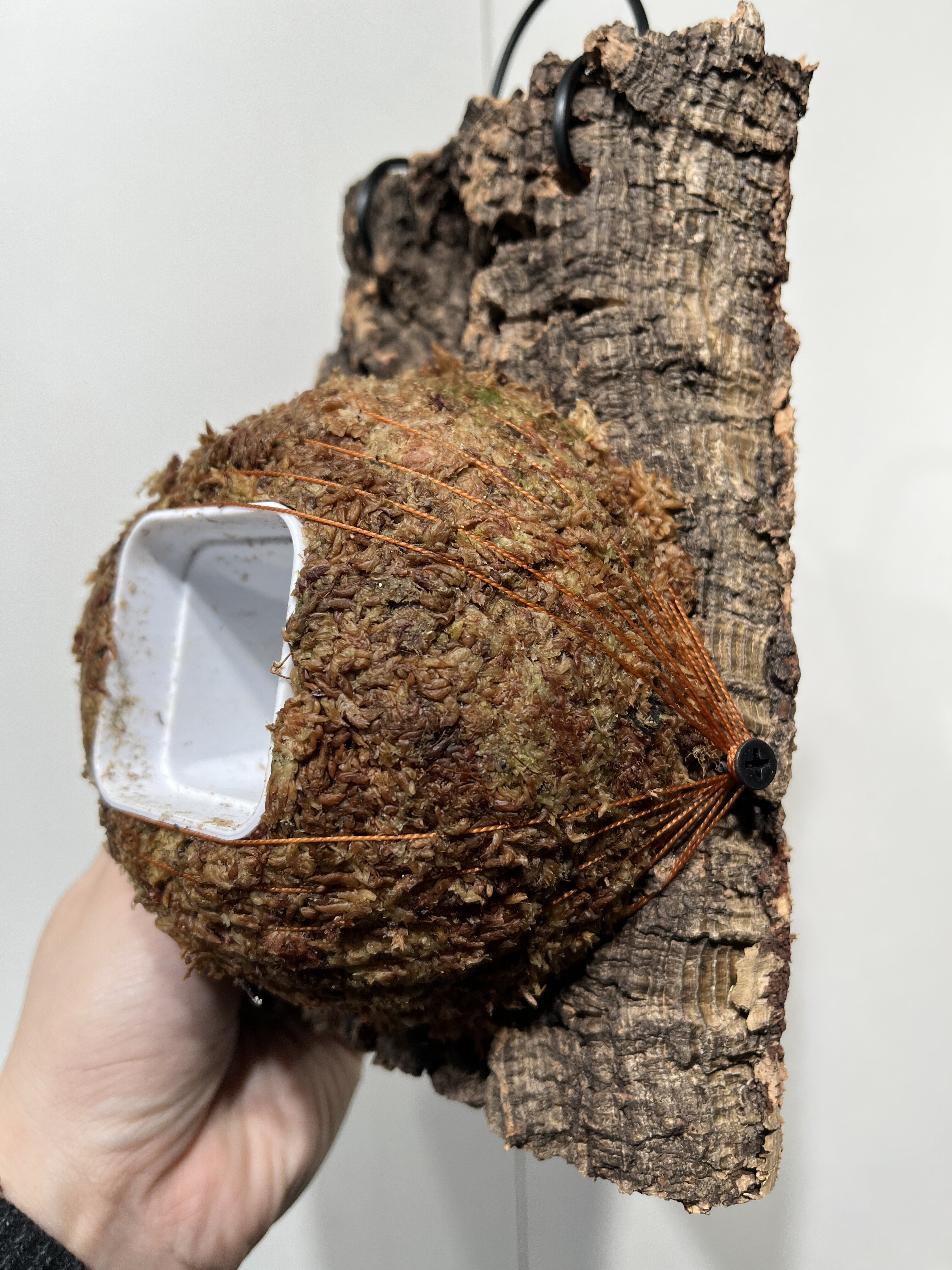 一物一拍软木板水苔球 板14*20厚度3cm 水苔球12.5cm送绑绳B488,鲜花速递/花卉仿真/绿植园艺,热植养护设备,淘宝优惠券,粉丝福利购,淘宝优惠卷