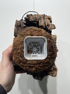 水苔球12.5cm送绑绳B390 23厚度5cm 一物一拍软木板水苔球 板14