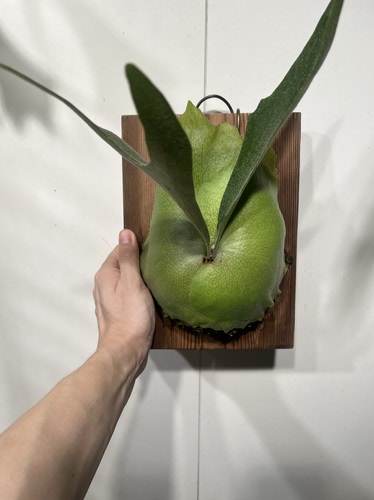 一物一拍 二岐鹿角蕨放板 板尺寸18*24cm 板底部微裂 请看图4 30