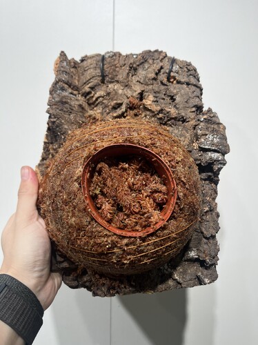 一物一拍软木板水苔球 板22*28cm厚6cm 水苔球17cm送绑绳B202