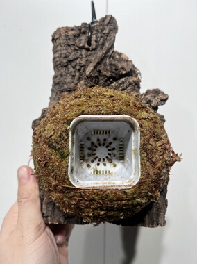 一物一拍软木板水苔球 板14*20厚度3.5cm 水苔球12.5cm送绑绳B527