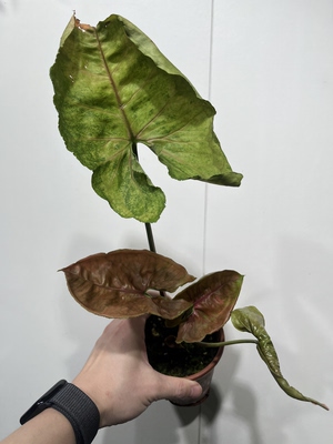一物一拍 圣诞合果芋 总高40cm 826