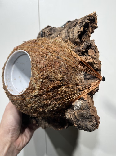 一物一拍软木板水苔球 板17*22厚度5cm 水苔球15cm送绑绳B385