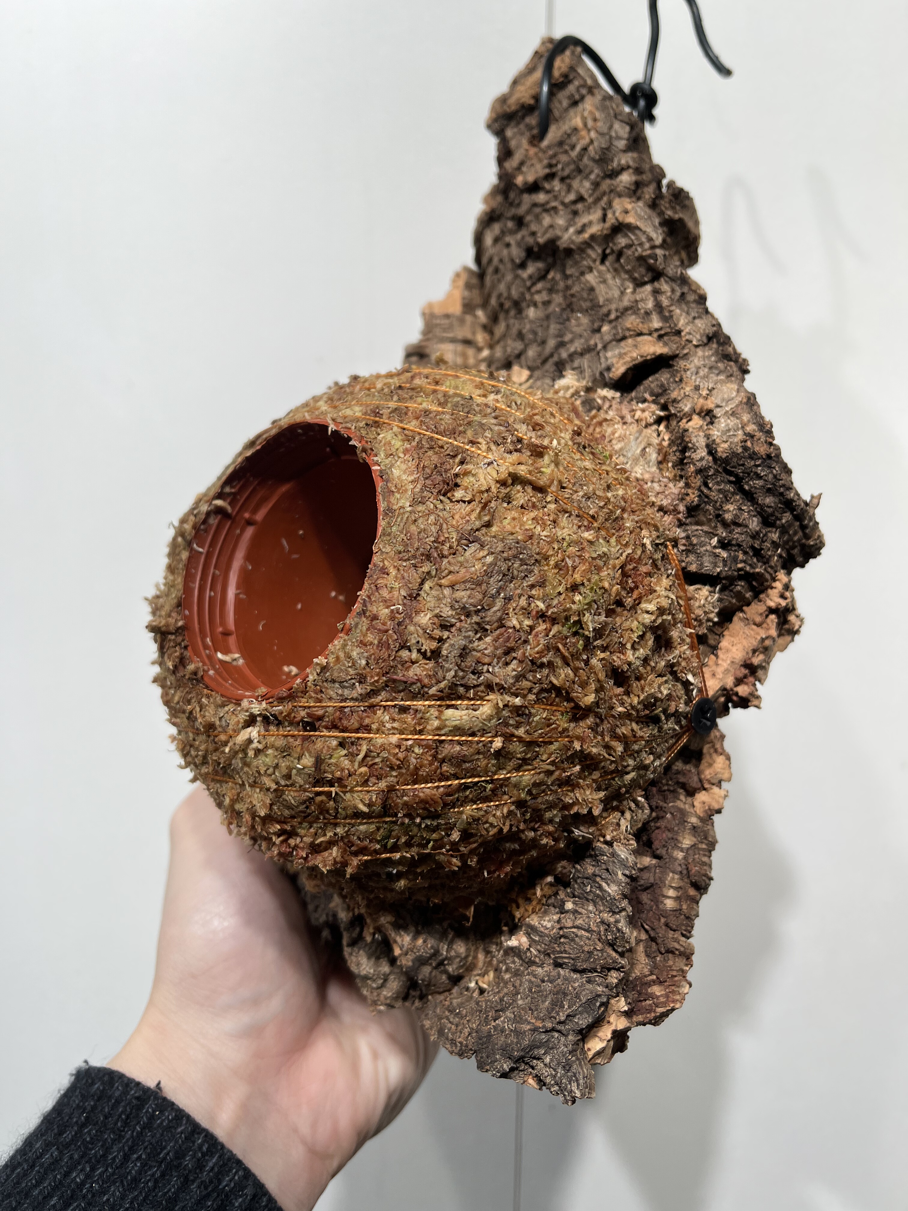 一物一拍软木板水苔球 板14*26厚度5cm 水苔球12.5cm送绑绳B479,鲜花速递/花卉仿真/绿植园艺,热植养护设备,淘宝优惠券,粉丝福利购,淘宝优惠卷