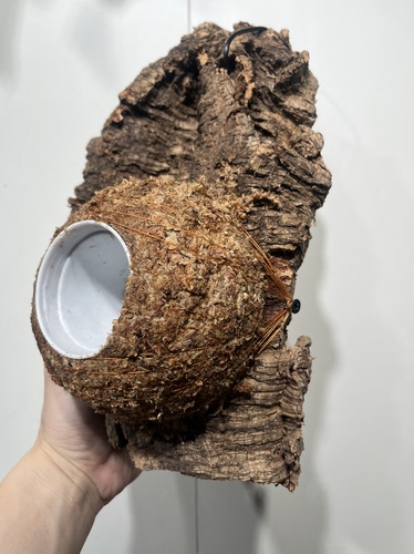 一物一拍软木板水苔球 板16*29厚度5cm 水苔球14cm送绑绳B606