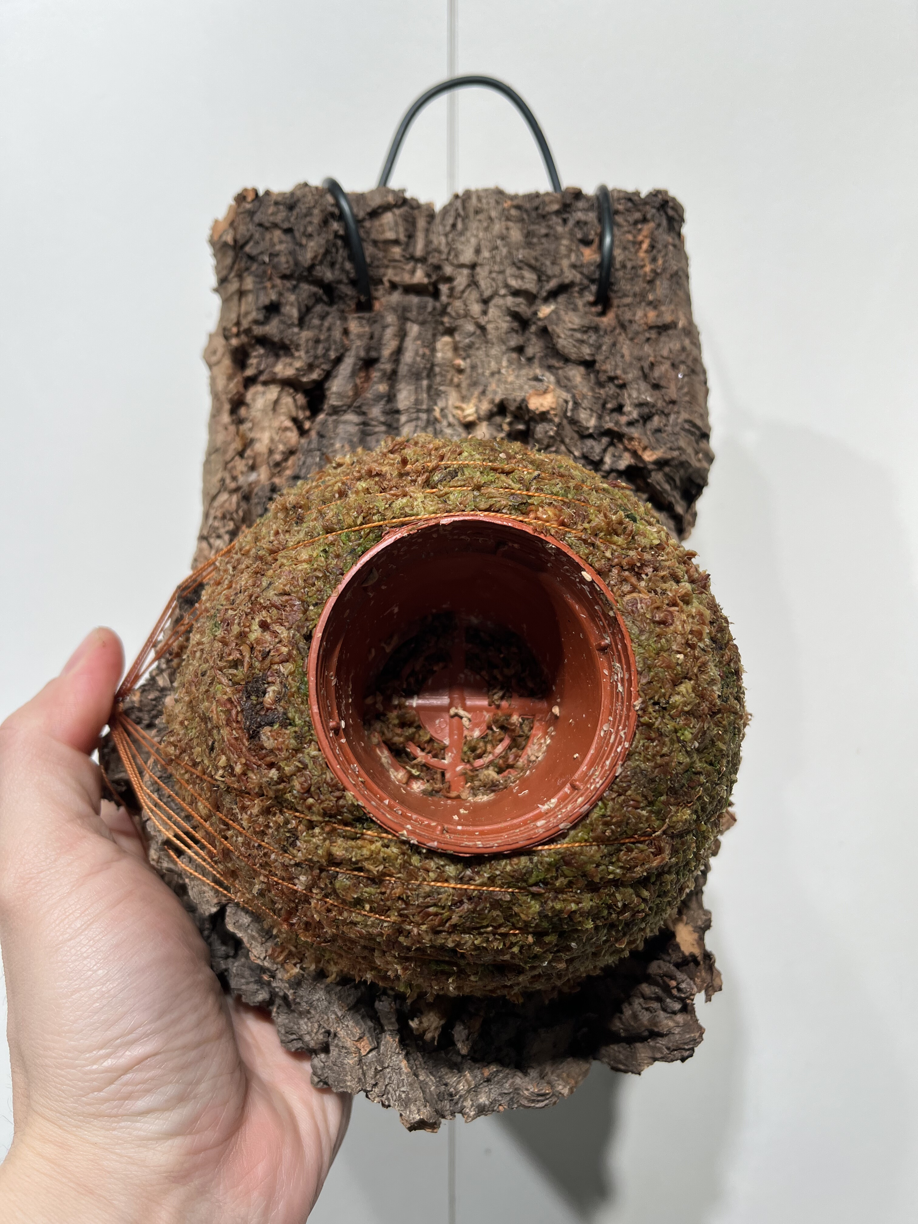 一物一拍软木板水苔球 板16*23厚度5cm 水苔球12.5cm送绑绳B470,鲜花速递/花卉仿真/绿植园艺,热植养护设备,淘宝优惠券,粉丝福利购,淘宝优惠卷