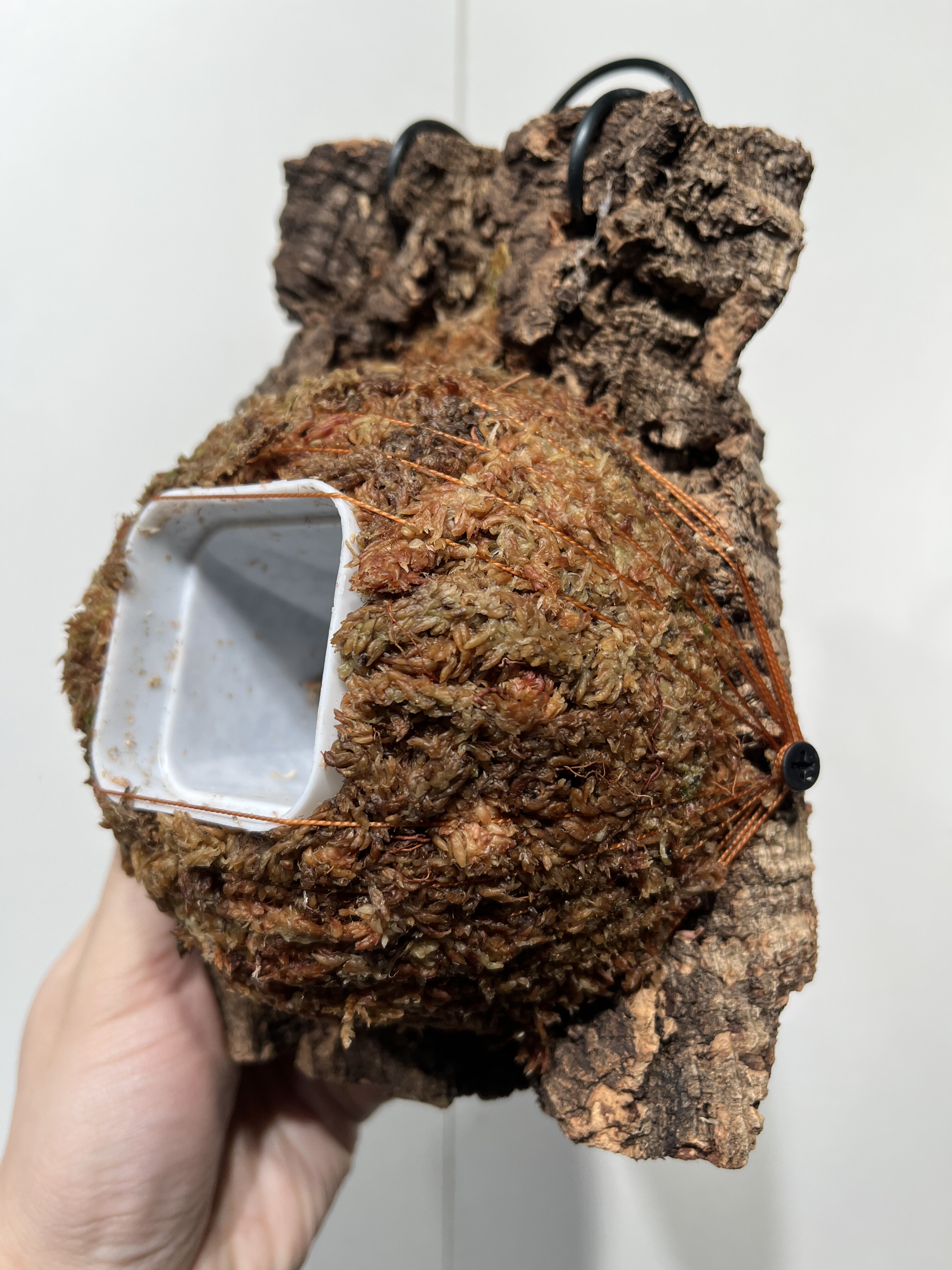 一物一拍软木板水苔球 板14*19厚度4cm 水苔球12.5cm送绑绳B490,鲜花速递/花卉仿真/绿植园艺,热植养护设备,淘宝优惠券,粉丝福利购,淘宝优惠卷