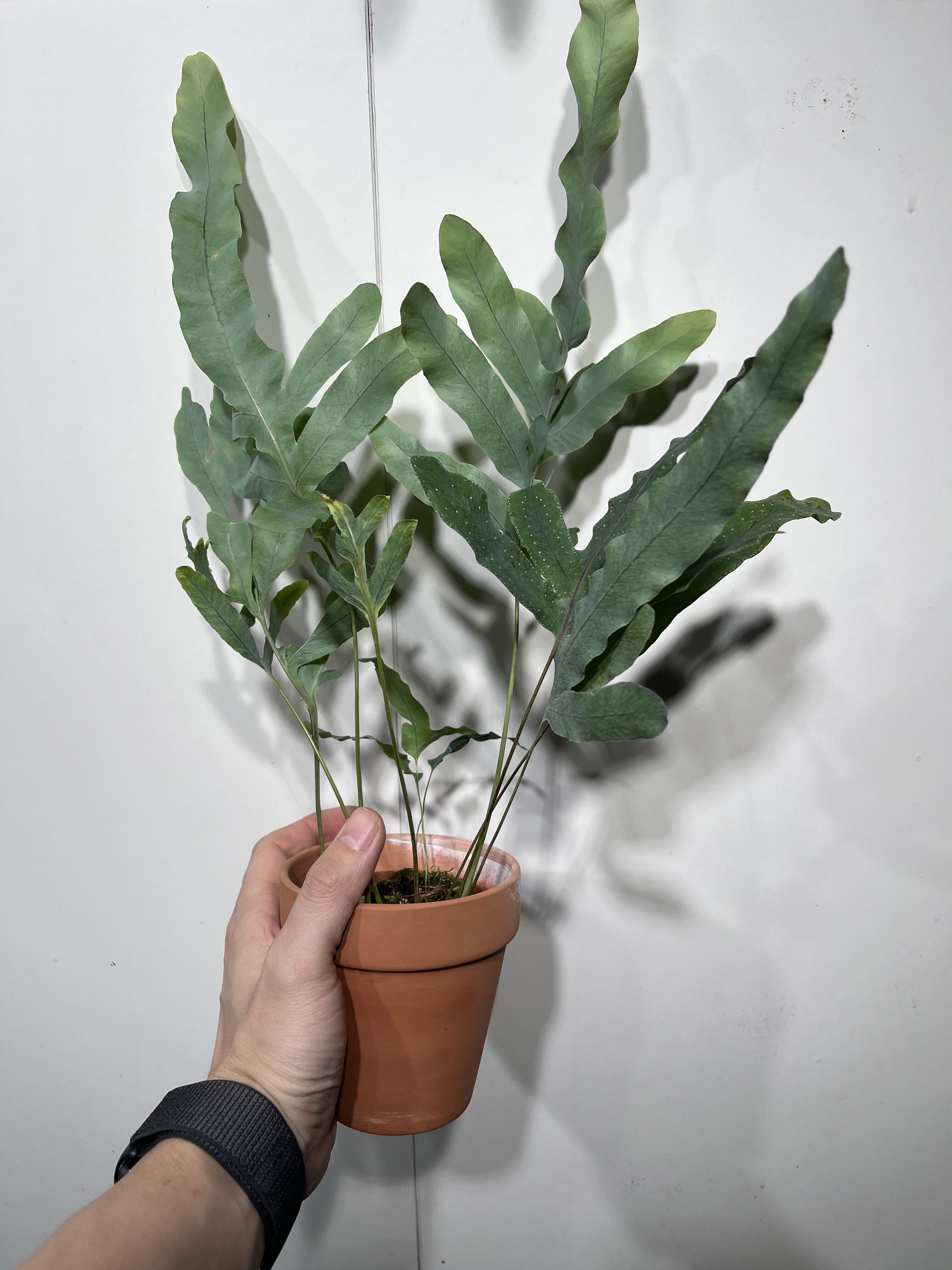 一物一拍 蓝星水龙骨红陶盆 总高44cm 566