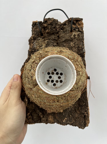 一物一拍软木板水苔球 板15*25厚度3cm 水苔球13.5cm送绑绳B682