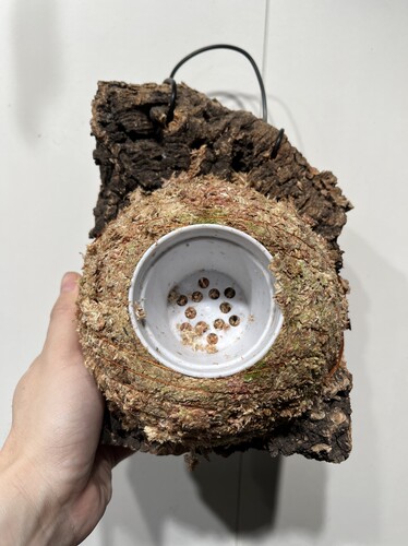 一物一拍软木板水苔球 板15.5*21厚度5cm 水苔球14.5cm送绑绳B618