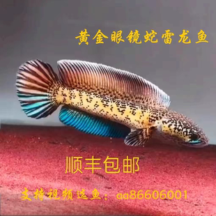 黄金眼镜蛇雷龙鱼(顺丰包邮)全品包健康包邮淡水观赏鱼