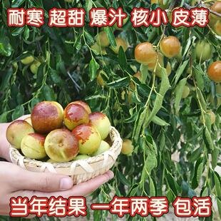 李长娃枣树活苗特大冬枣双季枣地栽盆栽庭院脆甜嫁接树苗当年结果