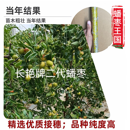 李长娃长代蟠枣树苗耐寒当年结果