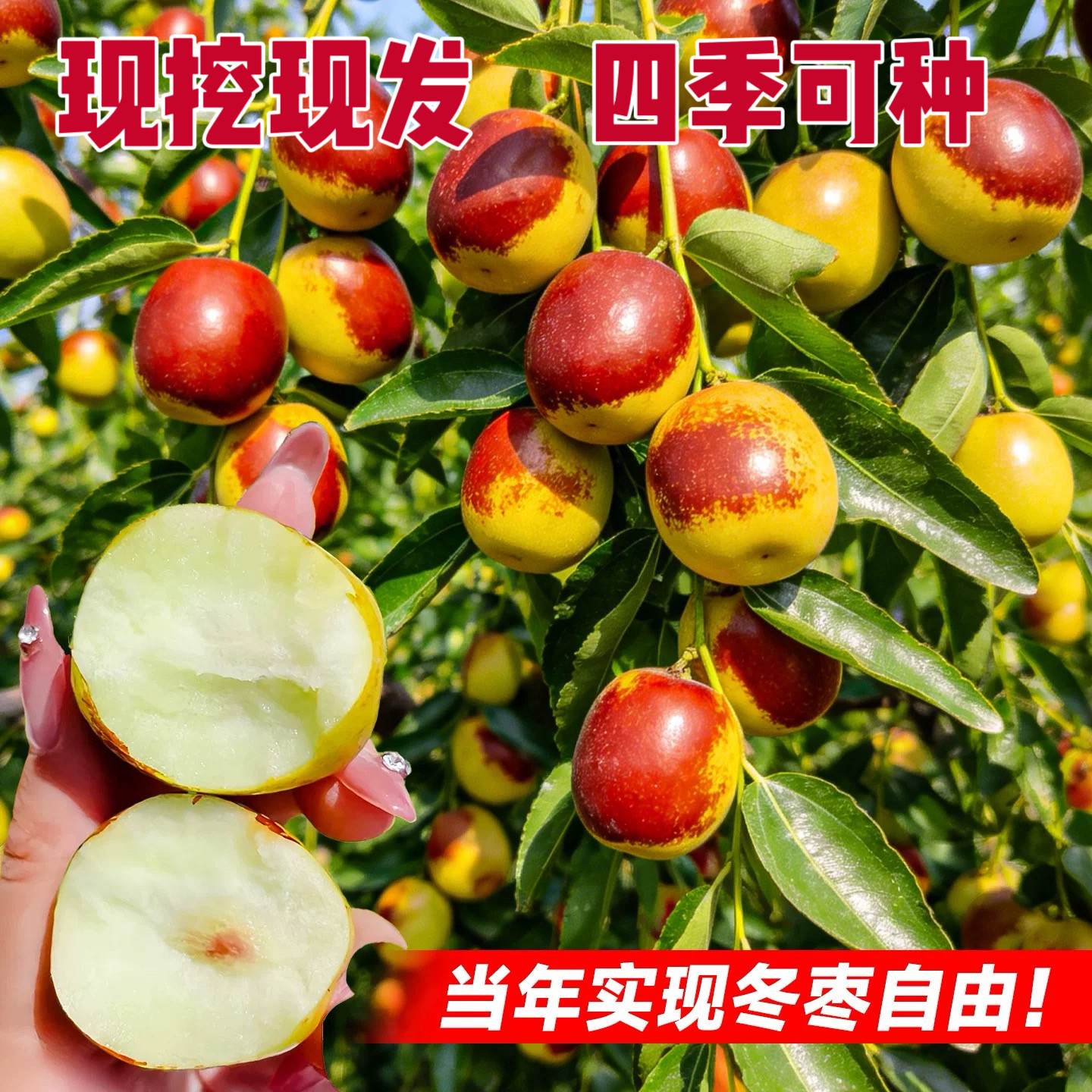 三代冬枣树苗正宗嫁接苗脆甜冬枣树苗沾化冬枣树苗矮化超甜特大号