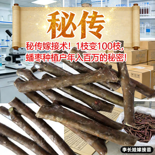 李长娃正宗蟠枣树苗接穗嫁接枝条耐寒树苗南北方种植庭院庭院种植