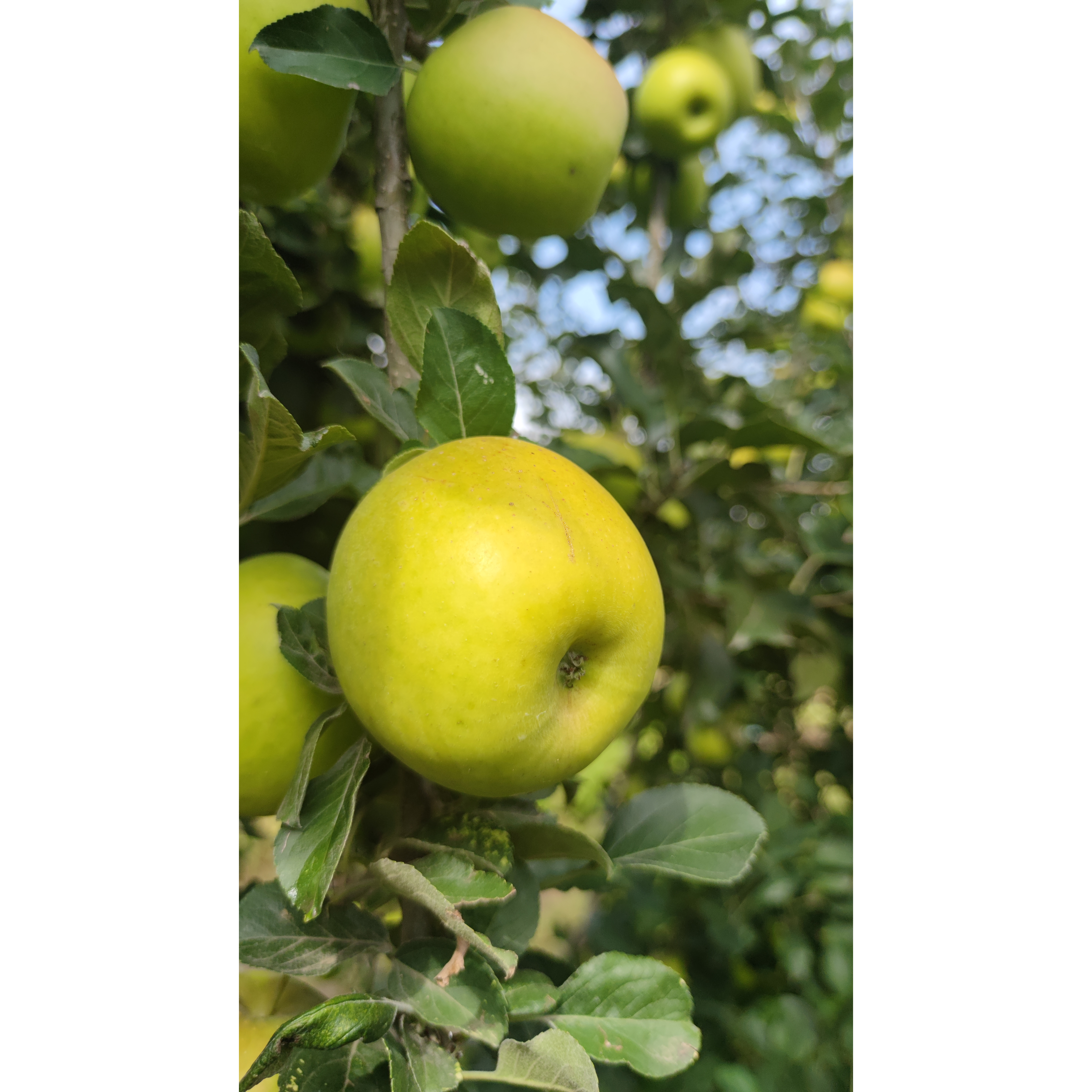 云南昭通瑞雪青苹果又脆又甜