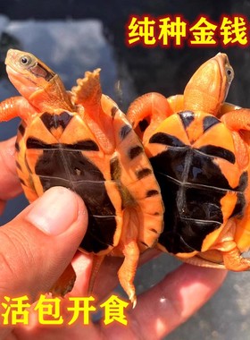 纯正石金钱龟宠物龟小乌龟活物黄金龟苗纯正海南三线小青龟苗