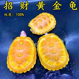 黄金龟金钱情侣宠物活物小乌龟稀有吃菜龟深水龟观赏龟活体龟