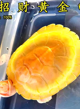 黄金龟金钱小乌龟稀有情侣宠物活物吃菜龟深水龟观赏龟活体龟