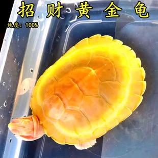 黄金龟金钱小乌龟稀有情侣宠物活物吃菜龟深水龟观赏龟活体龟
